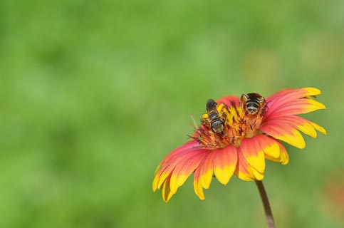 Bug Bee on gaillardia profile