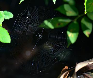 Bug Spider in web