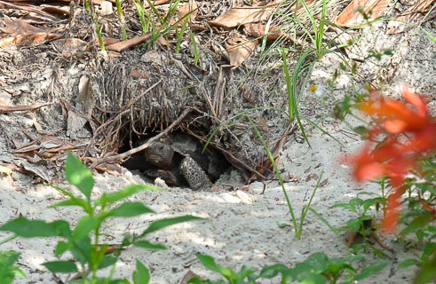 Bug Tortoise in burrow Ms Vanderbuilt