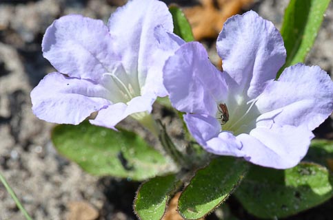 Flower bug bee on Ruellia caorlinianus