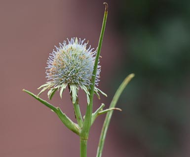 Flower eryngium yuccafolium