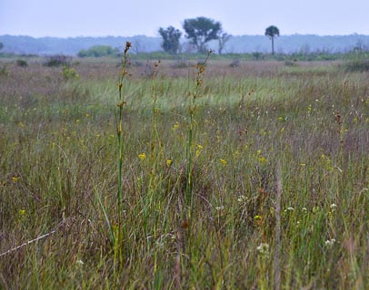 Landscape Everglades Grassland upclose