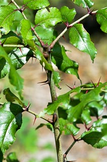 Leaf thorns Toothache tree small