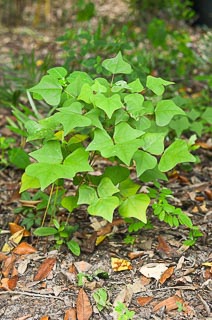 Plant Erythrina herbacea