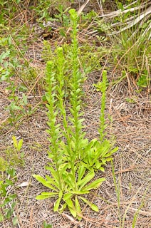 Plant carphephorus