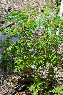 Plant toothache tree small