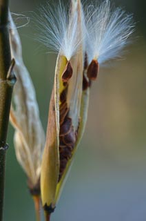 Seeds tropical milkweed