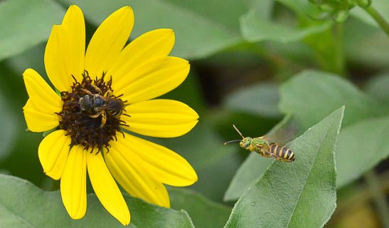 Bees defending flowers