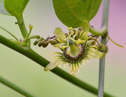 Bug Ant and flower passiflora suberosa