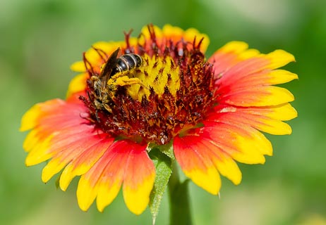 Bug Bee on Gaillardia 