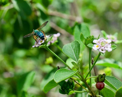 Bug Bee on Salvia involucrata