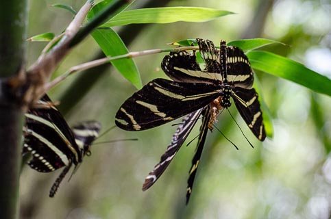 Bug Butterfly Zebra longwings pair to mate