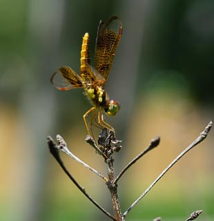 Bug Dragonfly small