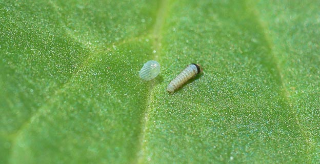 Bug Monarch caterpillar exiting egg on A.incarnata