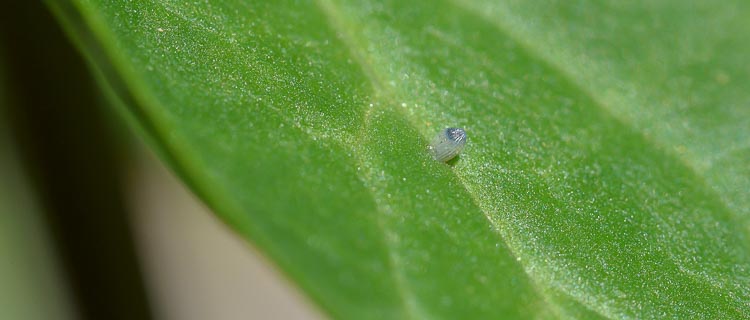 Bug Monarch egg on milkweed