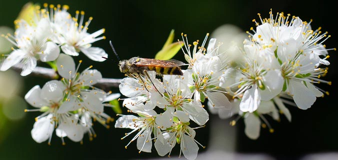 Bug Sawfly on Chickasaw plum bloom 