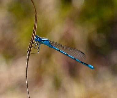 Bug dragonfly blue