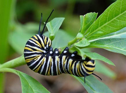 Bug monarch caterpillar on tropical milkweed