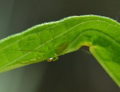Bug spider on A. incarnata