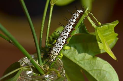 Butterfly Heliconia caterpillar on P. suberosa