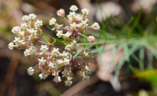 Flower Asclepias linaria branch