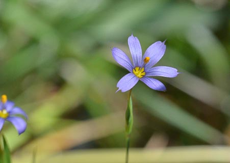 Flower Blueeyed grass shiny flower nectar appearance