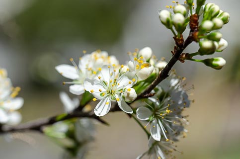 Flower Chickasaw plum branch