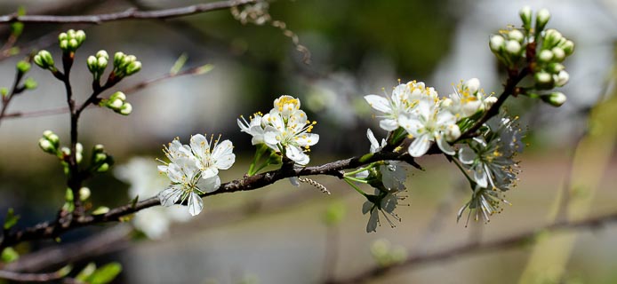Flower Chickasaw plum branch