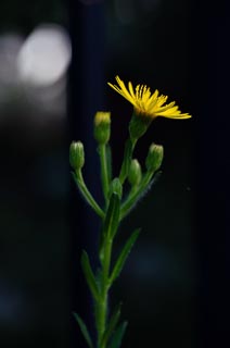 Flower Chrysopsis spike