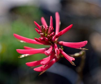 Flower Erythrina herbacea
