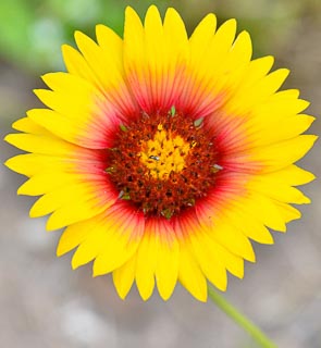 Flower Gaillardia yellow with tiny bee in middle