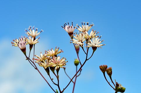 Flower Palafoxia feayi