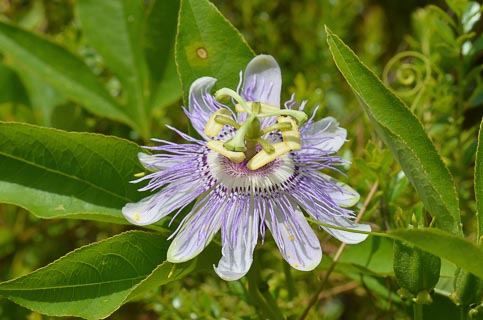 Flower Passiflora incarnata