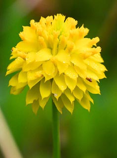 Flower Polygala rugelii milkwort