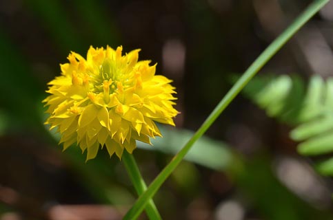 Flower Polygala rugelii yellow milkwort