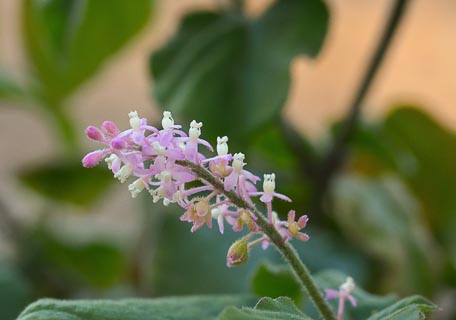 Flower Rivina humilis