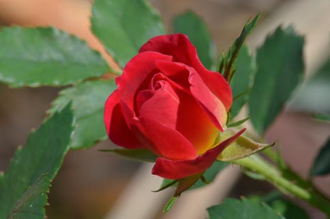 Flower Rose deep pink
