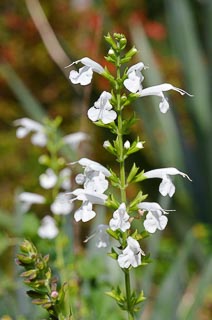Flower Salvia white