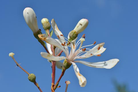Flower Tarflower Bejaria racemose