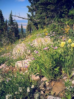 Flower Tetons Mountain side