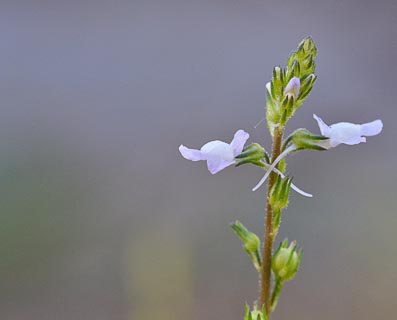 Flower Toadflax Linaria canadensis