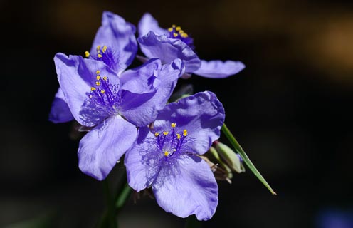 Flower Tradescantia purple parts