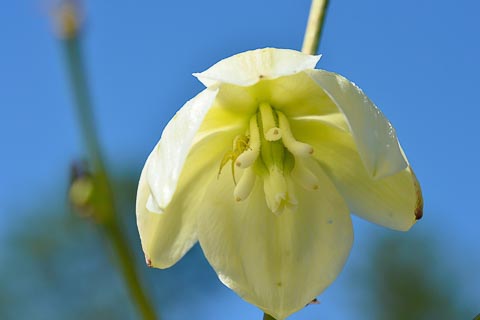 Flower Yucca white