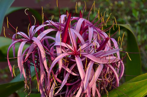 Flower chrynum lily