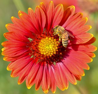 Flower gaillardia red with honeybee