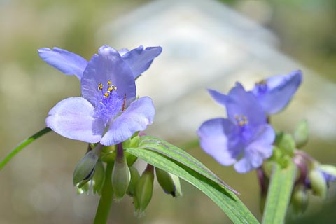 Flower tradescantia purple