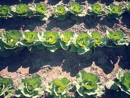 Fruit Cabbage Farm rows