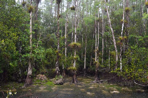 Landscape Everglades Tillandsia hammock