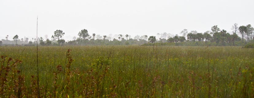 Landscape Everglades longrange