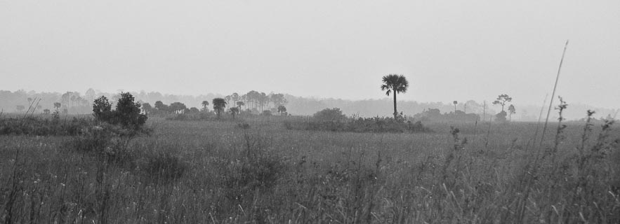 Landscape Everglades longrange 0535